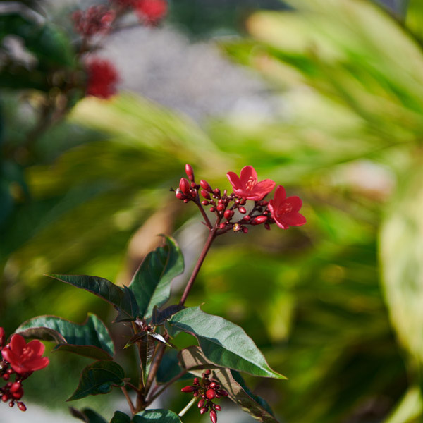 The Island - Nature Trails